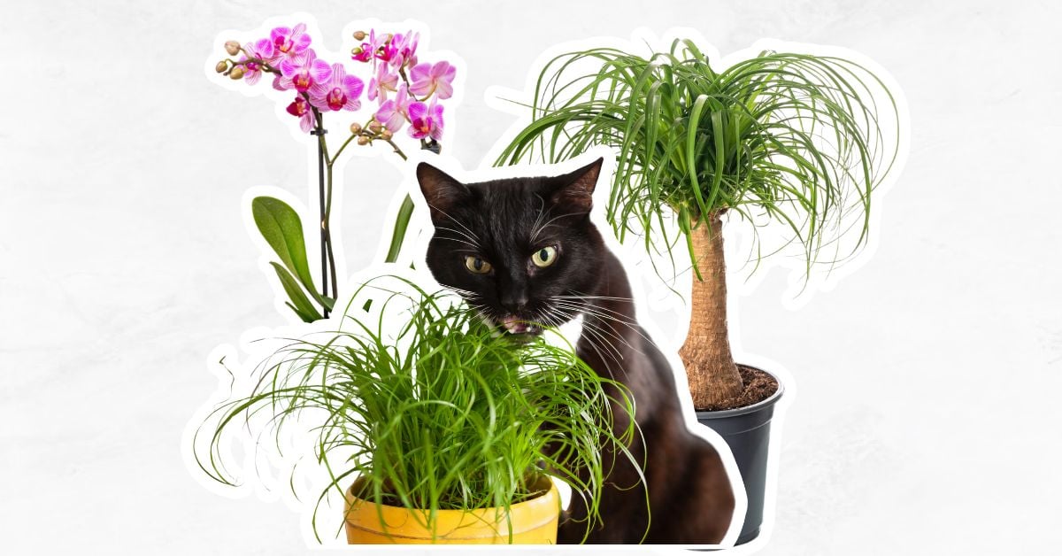 The Ultimate Guide to Pet‑Safe Houseplants (ASPCA Approved)
